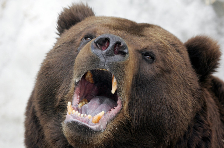brown bear attack