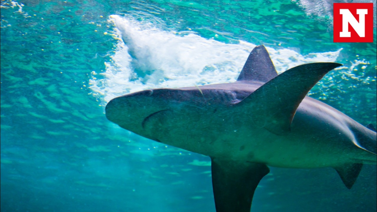 Range Rover Velar Suv Coupe To Be Unveiled At Geneva