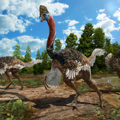 Corythoraptor jacobsi