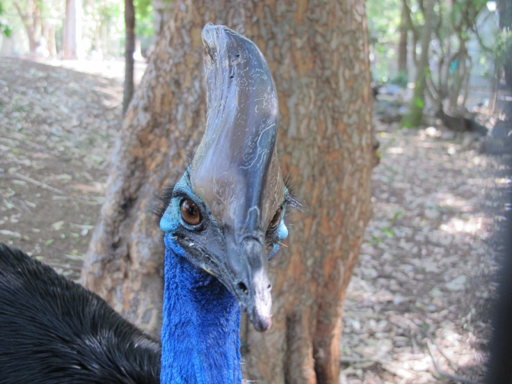 Cassowary