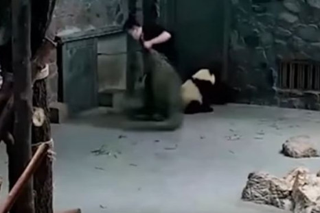 Chinese research facility under fire amid mistreatment of two giant panda babies accusations