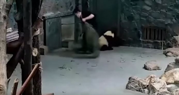 Chinese research facility under fire amid mistreatment of two giant panda babies accusations