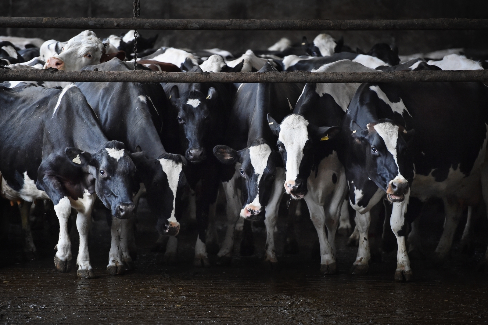 there-s-no-such-thing-as-humane-cows-milk-these-animals-are-treated