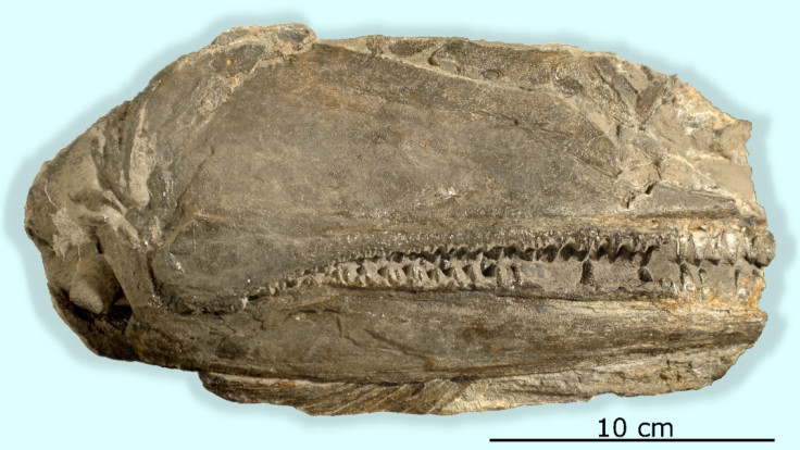 Fish fossil