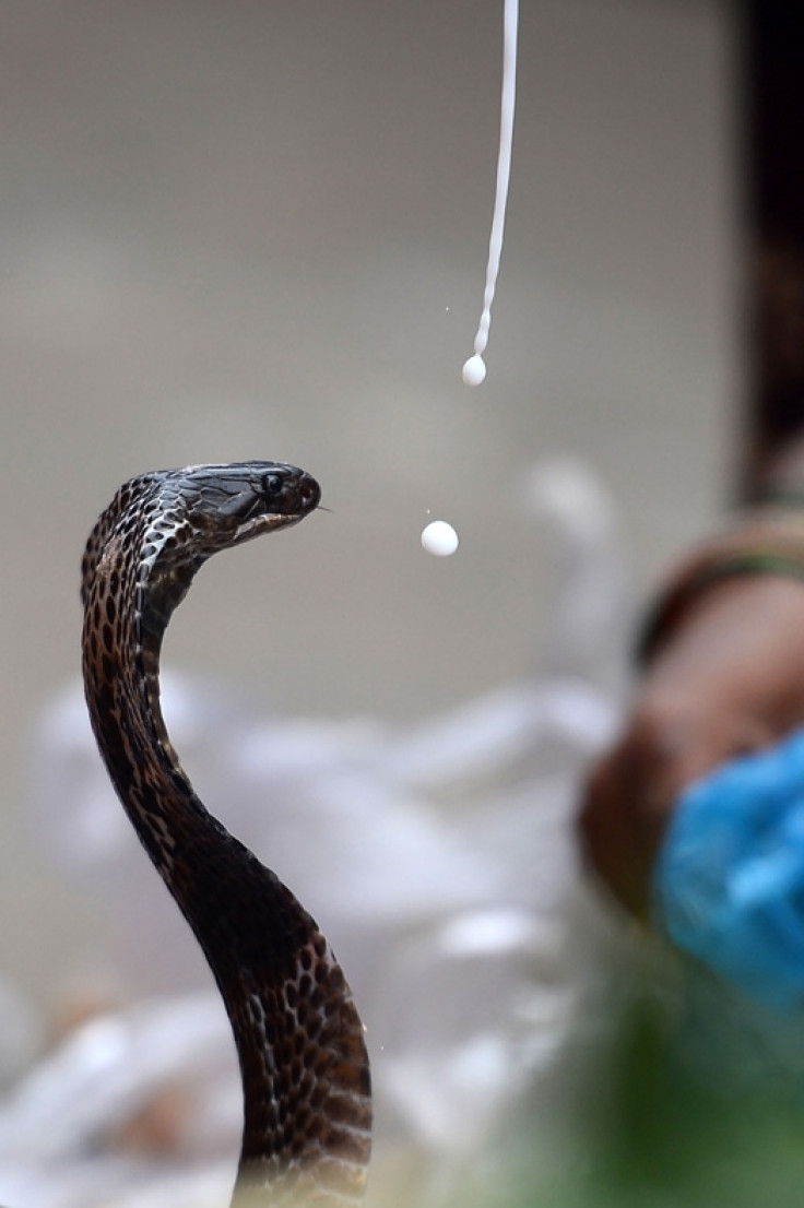 Nag Panchami Hindu snake festival