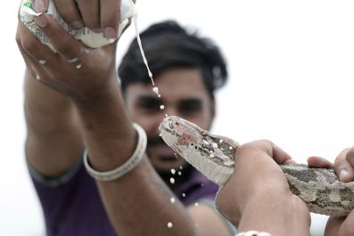 Nag Panchami Hindu snake festival