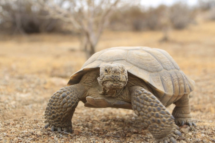 Desert tortoise