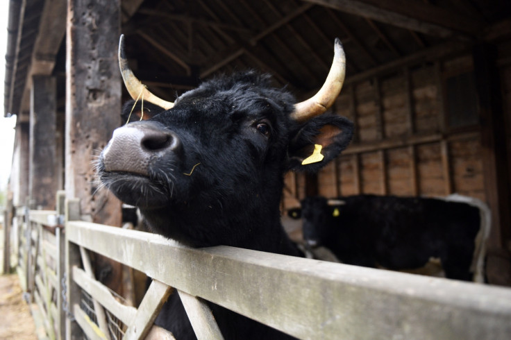 Gloucester cow