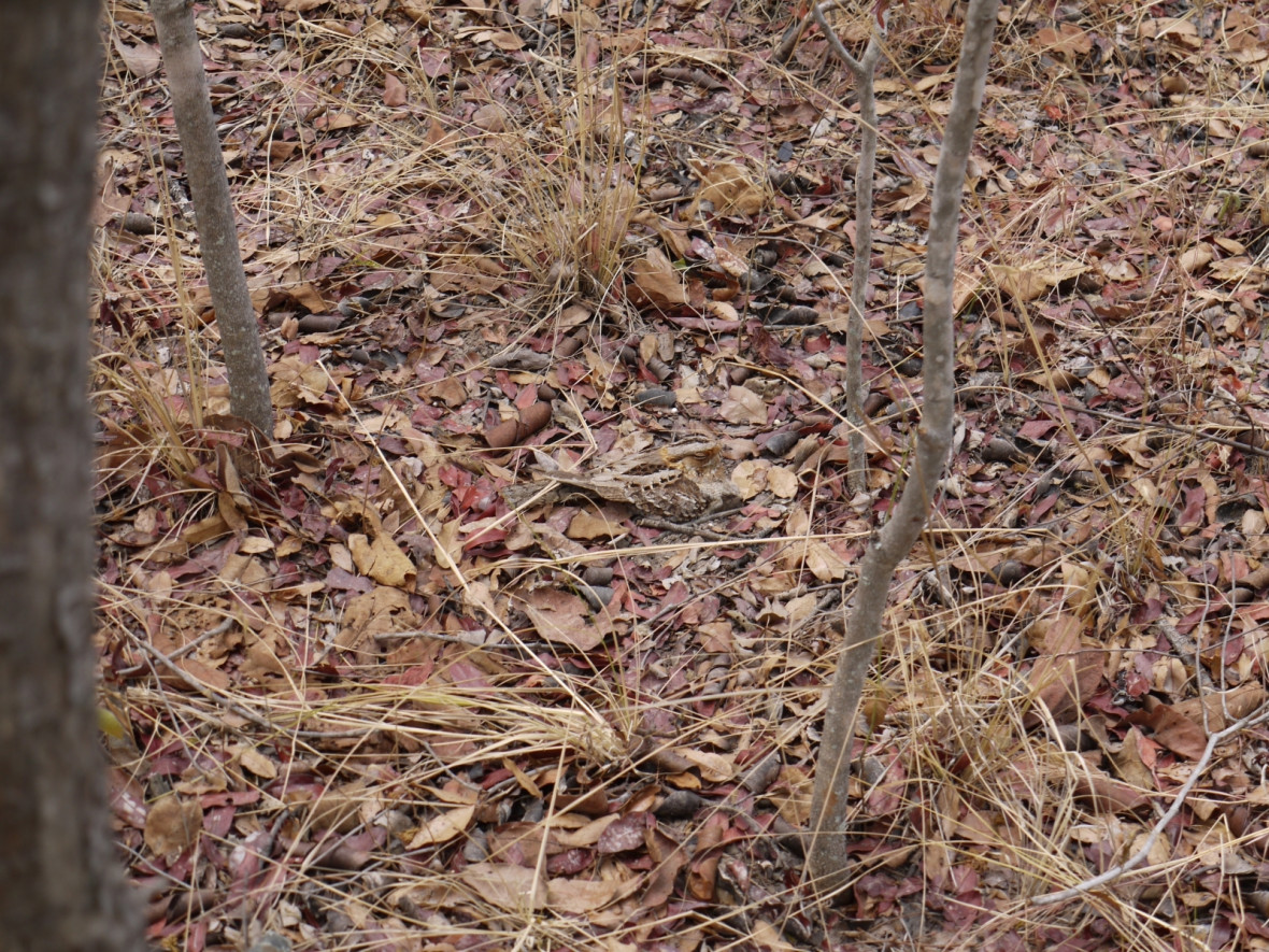 Nightjar Nightjar