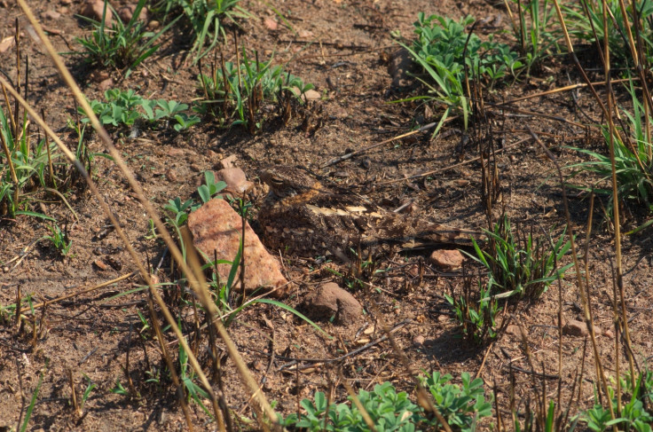 Nightjar