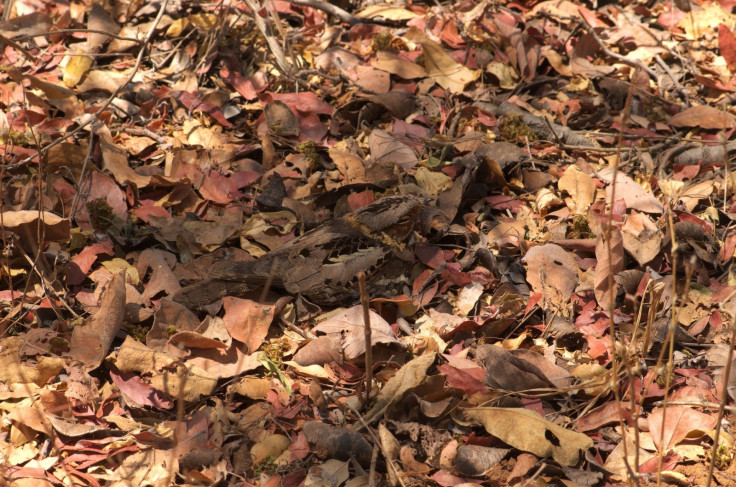 Nightjar