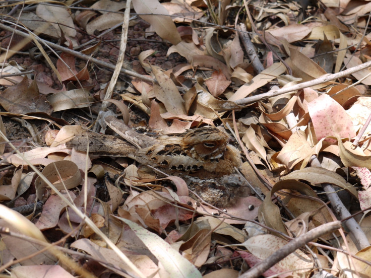 Nightjar