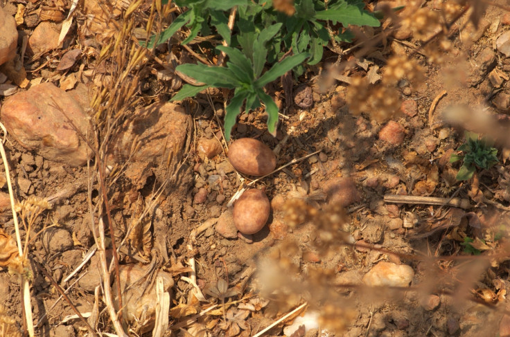 Nightjar eggs