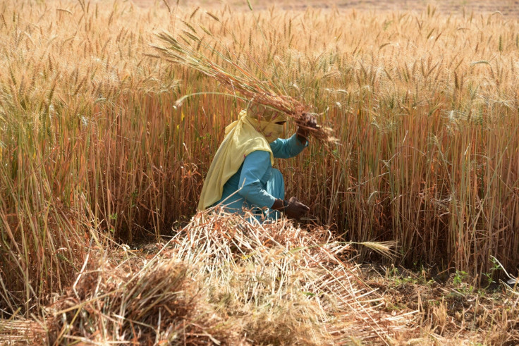 Indian harvest