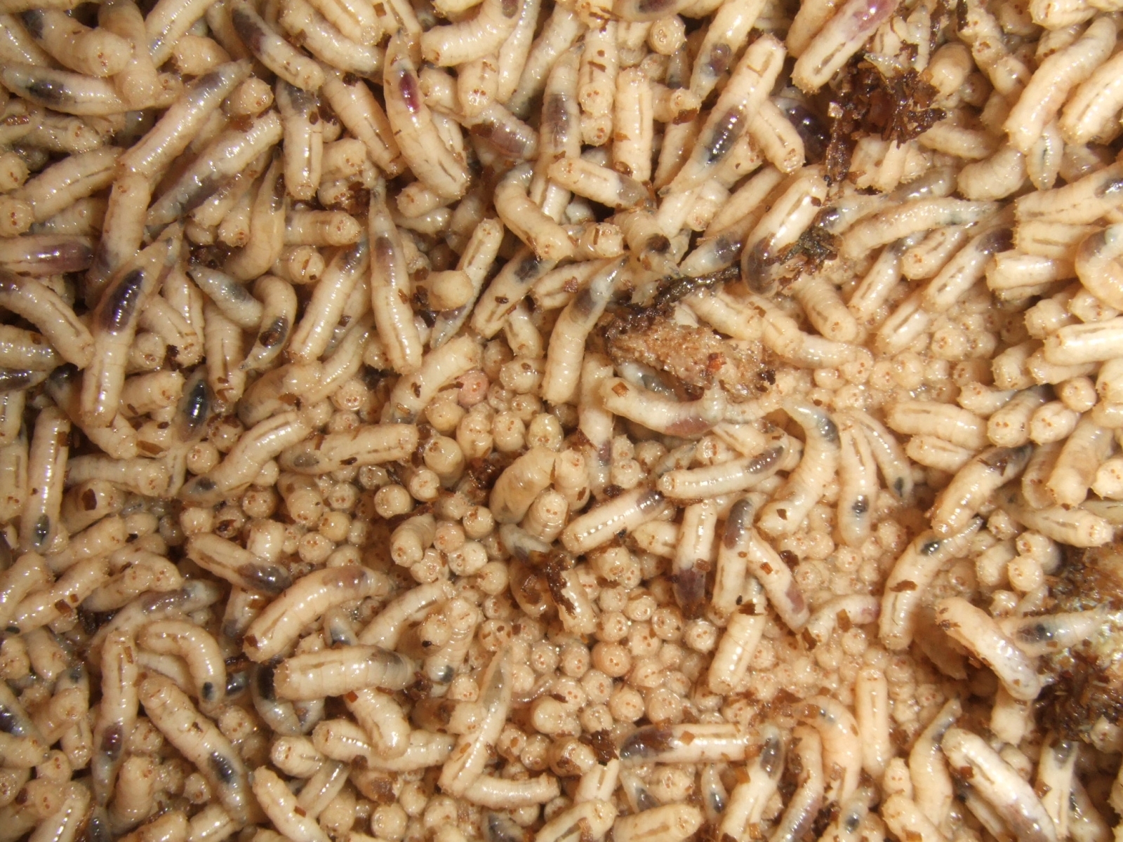 How corpseeating insects could help solve murder mysteries