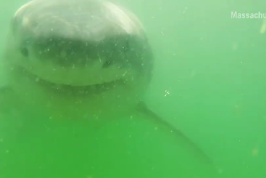 Shark bites camera screenshot
