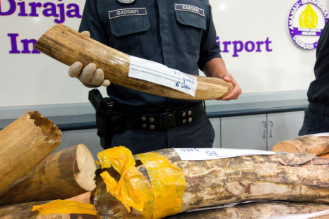 Ivory tusks seized