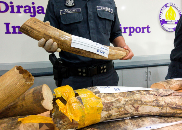 Ivory tusks seized