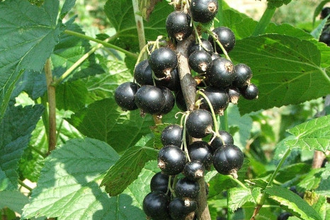 Blackcurrants