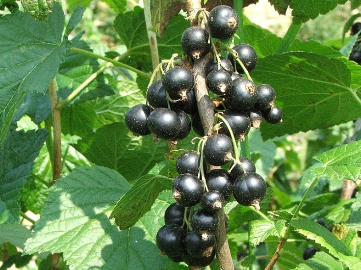 Blackcurrants