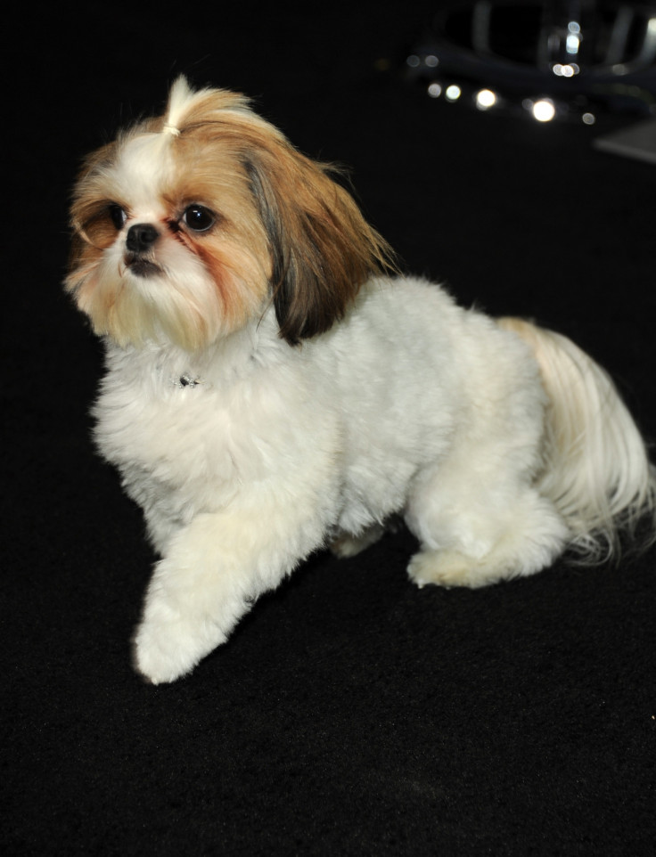 Shih Tzu dog