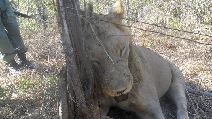 lion ensnared Kariba