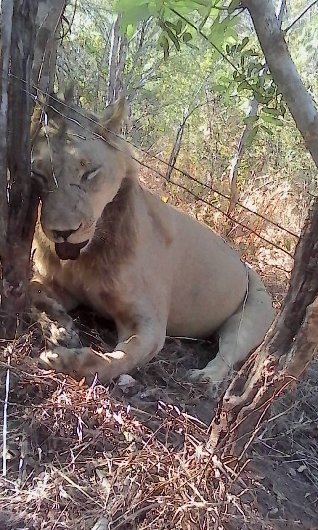 Horrific photos show lion killed by poacher's snares in Zimbabwe