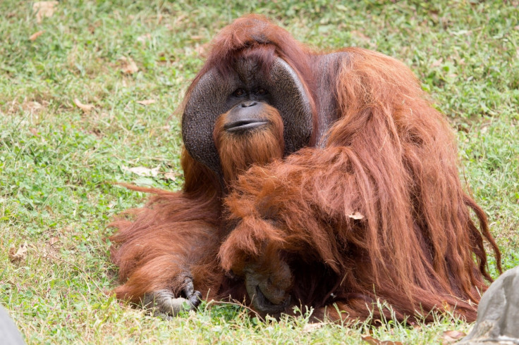 Chantek, the orangutan dies at 39