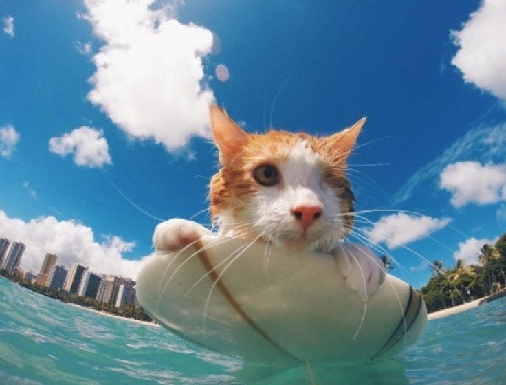 Surfing Cat