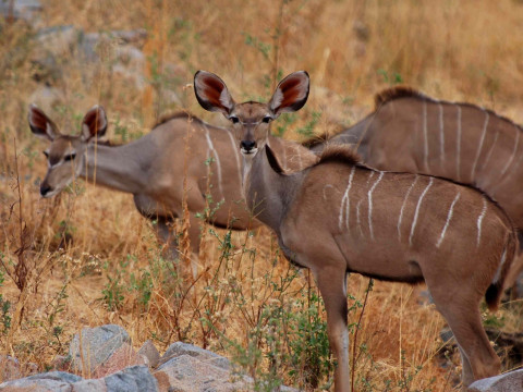 dancing kudu