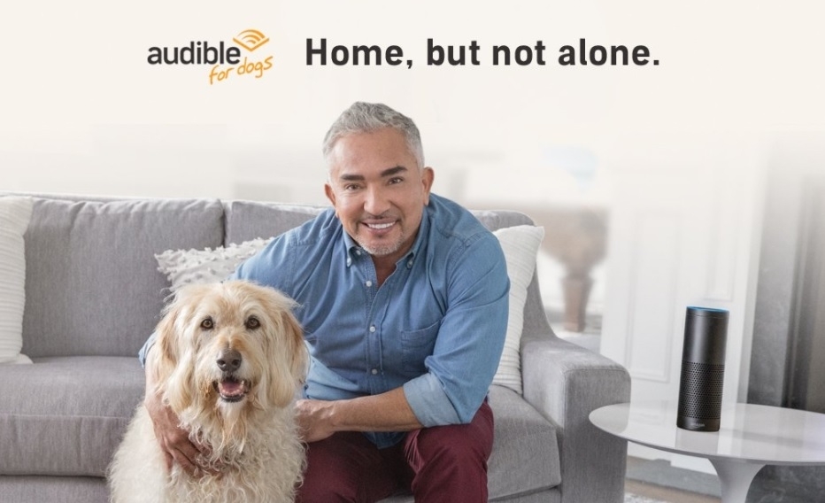 audible for dogs hear boy launches audiobooks to keep lonely dogs company audible for dogs hear boy launches audiobooks to keep lonely dogs company
