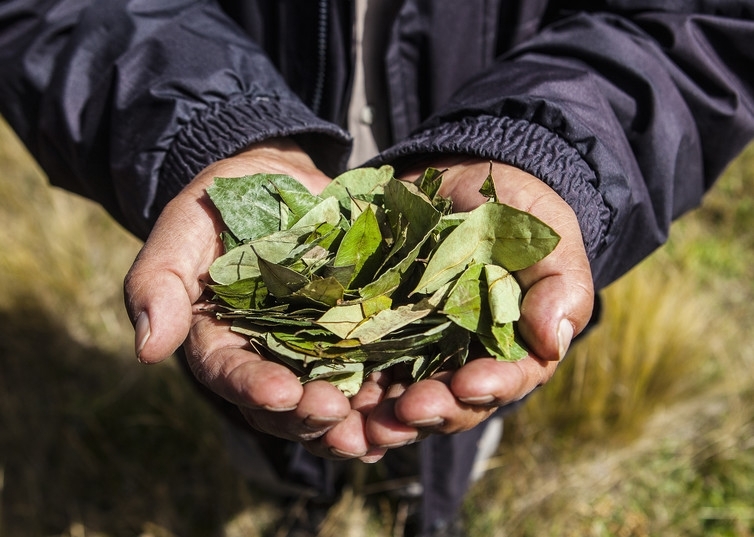 Victorian athletes doped up by chewing leaves containing cocaine