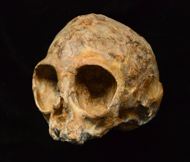 ancient cranium