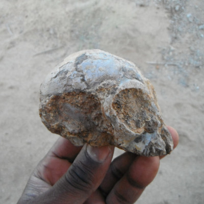 ancient cranium