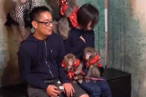 Fuku-chan – the Macaque monkey
