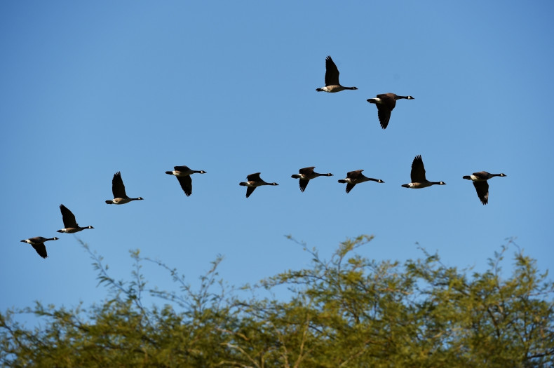 Boeing geese flight trick efficiency