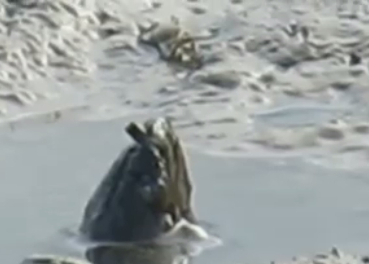 mystery river creature