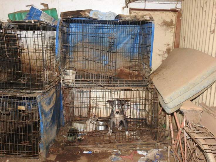 Dogs rescued from squalid conditions