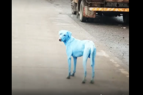 Dogs turning blue