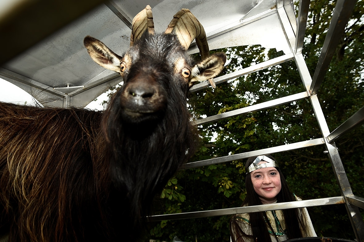 Puck Fair goat Ireland