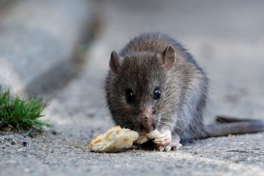 Rat eating 