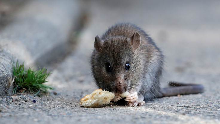 Rat eating 