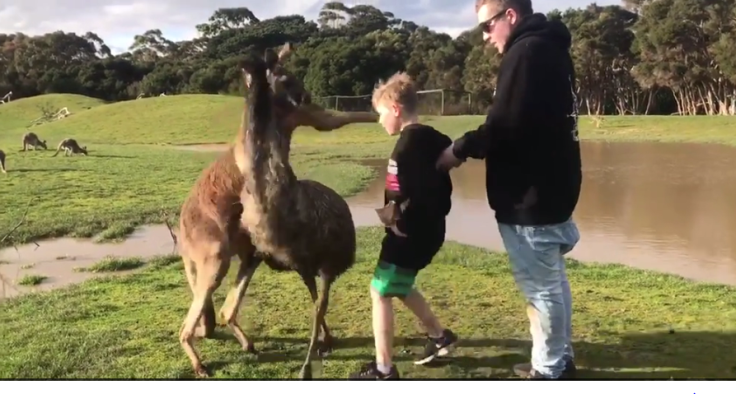 kangaroo punches young boy in face