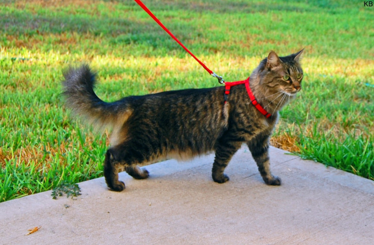 cat lead