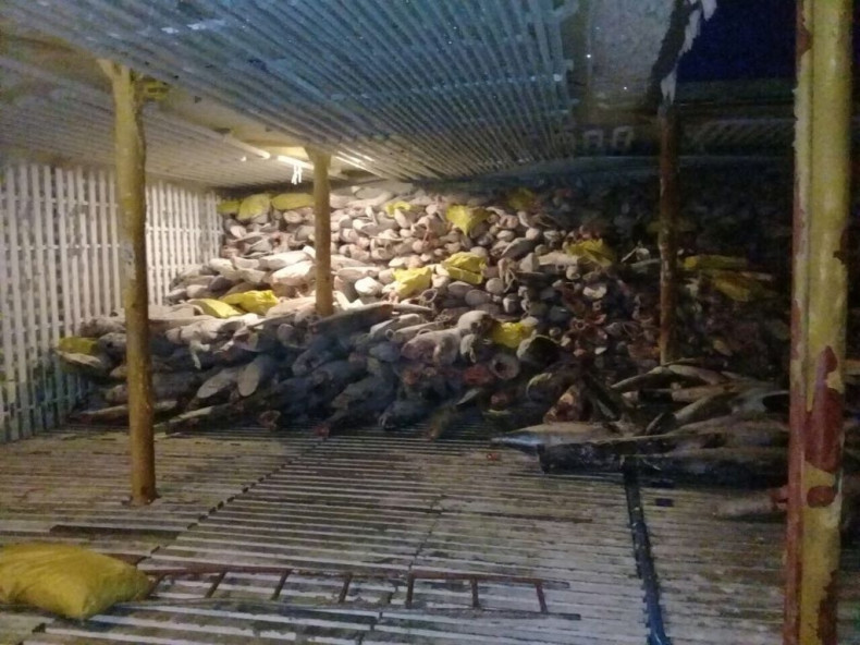 A haul of sharks inside the hold of Chinese refrigerator ship Fu Yuan Yu Leng 999