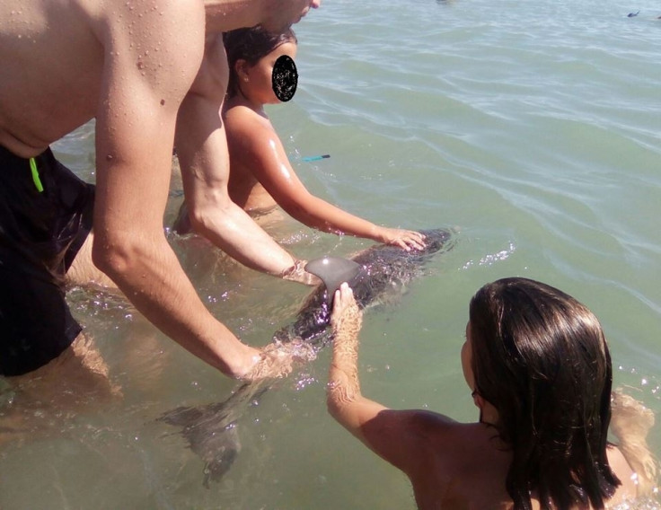Baby dolphin killed spain