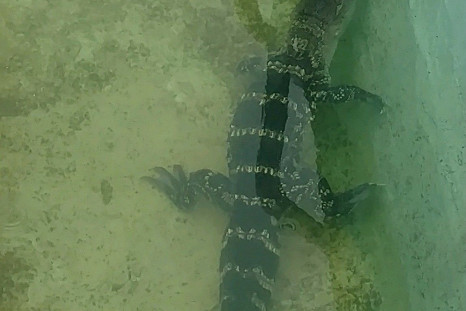 Alligator in Atlantic City motel pool