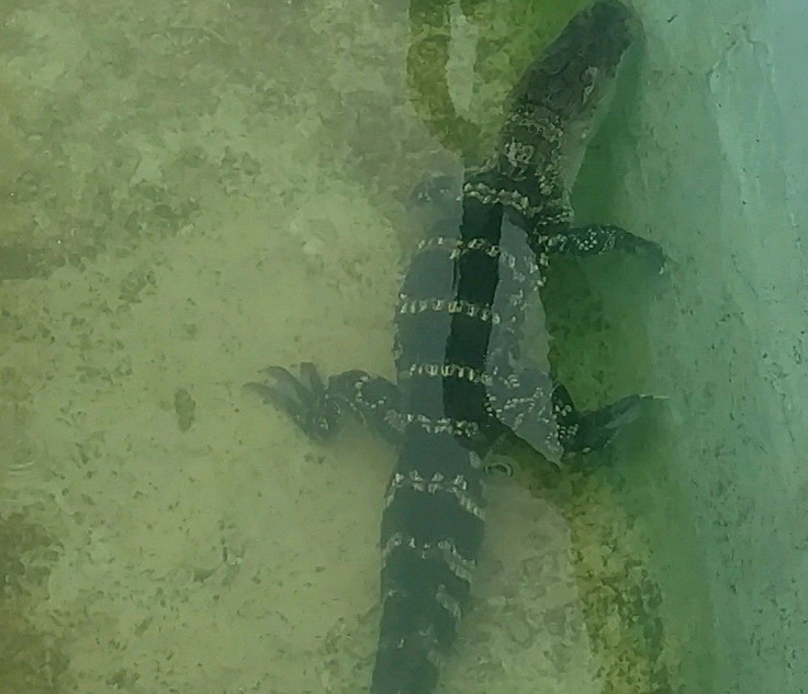 Alligator in Atlantic City motel pool