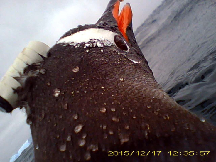 Gentoo penguin