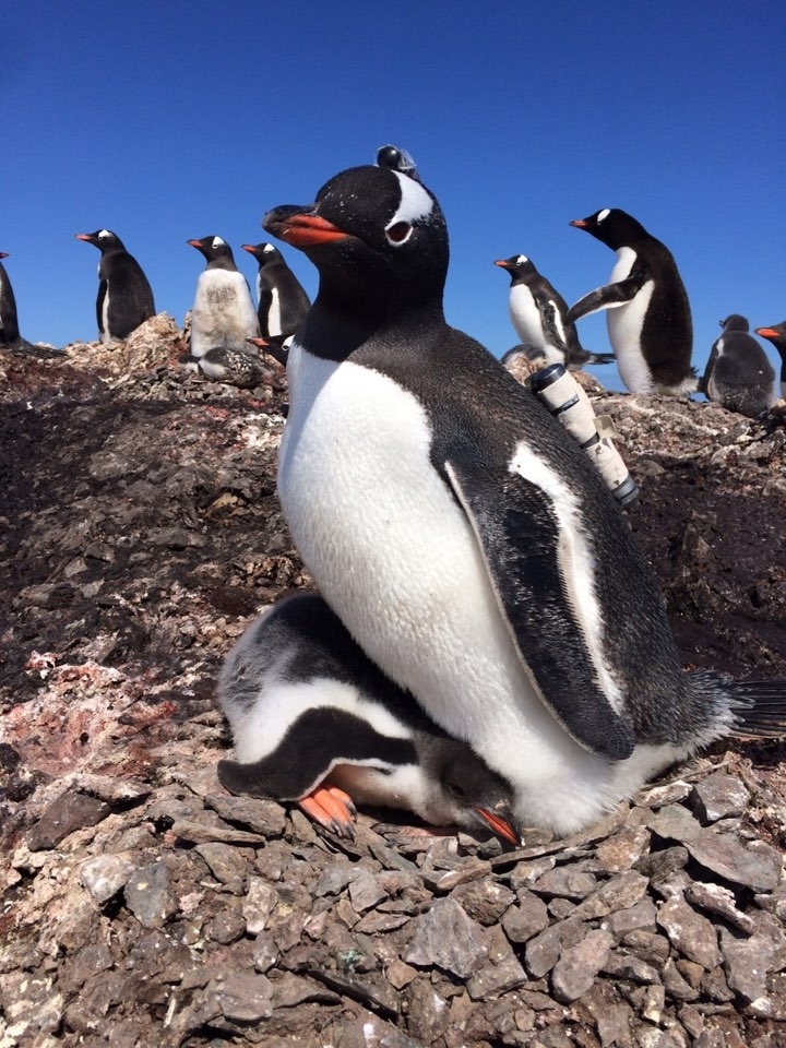 antarctica-unprecedented-penguincam-videos-show-how-gentoo-penguins